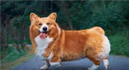 如何识别和治疗狗狗发烧?