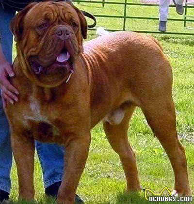 世界十大猛犬，中国占两席
