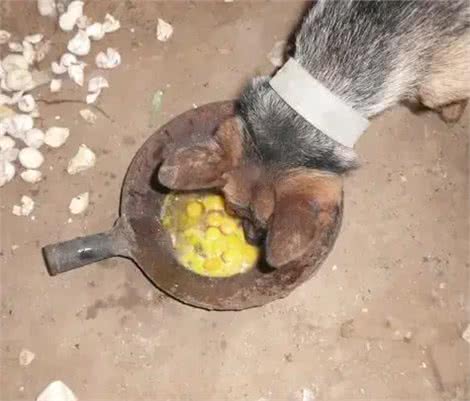 宠物狗喂养注意事项，看你遵守了几条?