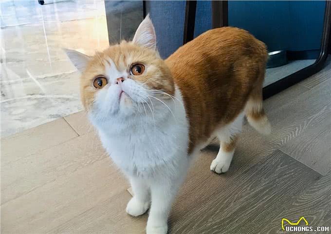 异国短毛猫把你当父母，会有以下表现，你中了几个?