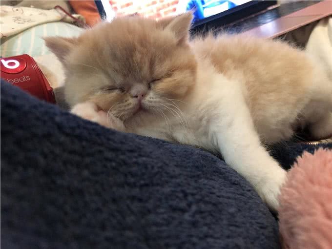 异国短毛猫把你当父母，会有以下表现，你中了几个?