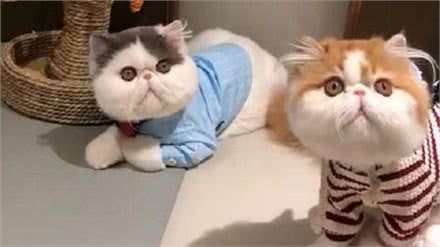 异国短毛猫把你当父母，会有以下表现，你中了几个?
