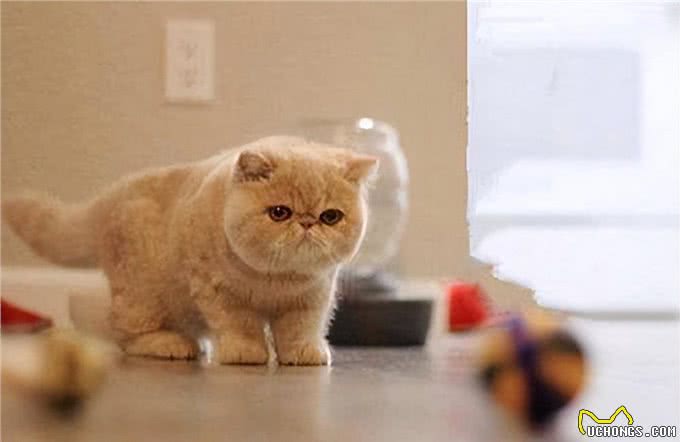 异国短毛猫把你当父母，会有以下表现，你中了几个?