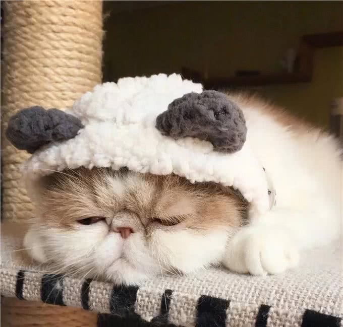 异国短毛猫把你当父母，会有以下表现，你中了几个?