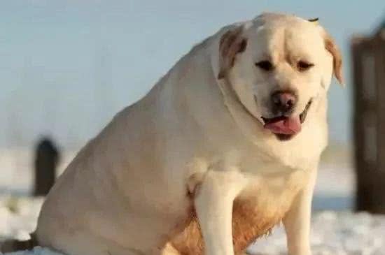 励志!狗狗1年减掉90斤,曾胖到无法行走