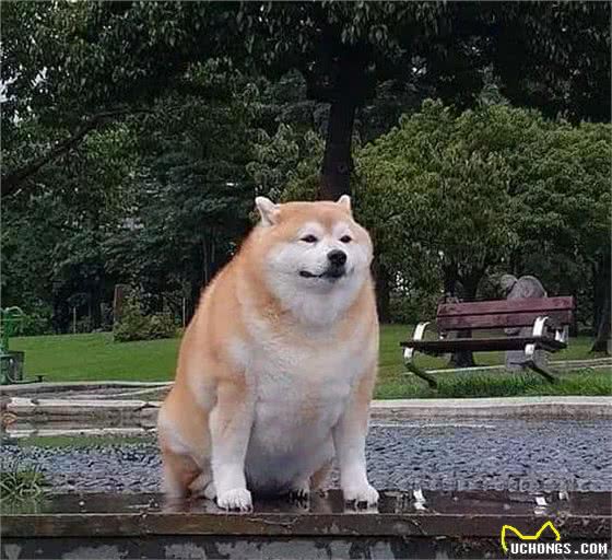 励志!狗狗1年减掉90斤,曾胖到无法行走