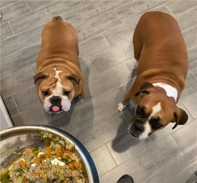 励志!狗狗1年减掉90斤,曾胖到无法行走