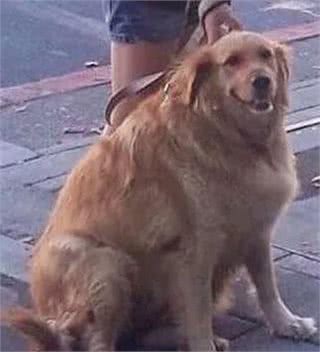 励志!狗狗1年减掉90斤,曾胖到无法行走