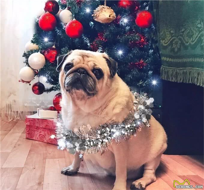 励志!狗狗1年减掉90斤,曾胖到无法行走