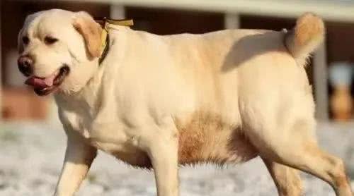 励志!狗狗1年减掉90斤,曾胖到无法行走