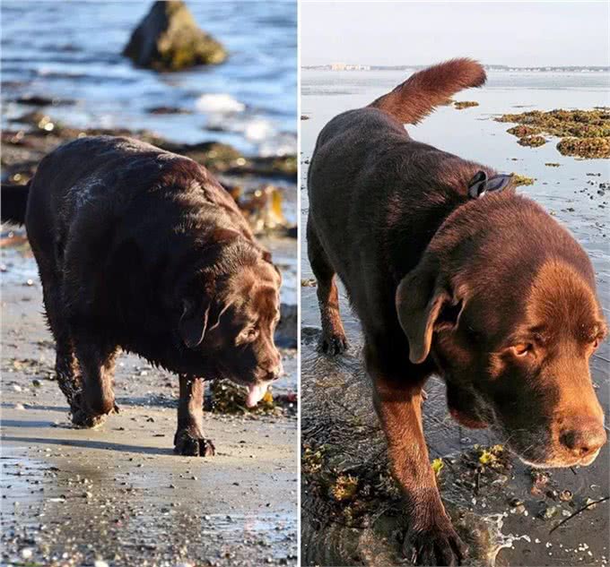 励志!狗狗1年减掉90斤,曾胖到无法行走