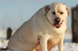 励志!狗狗1年减掉90斤，曾胖到无法行走