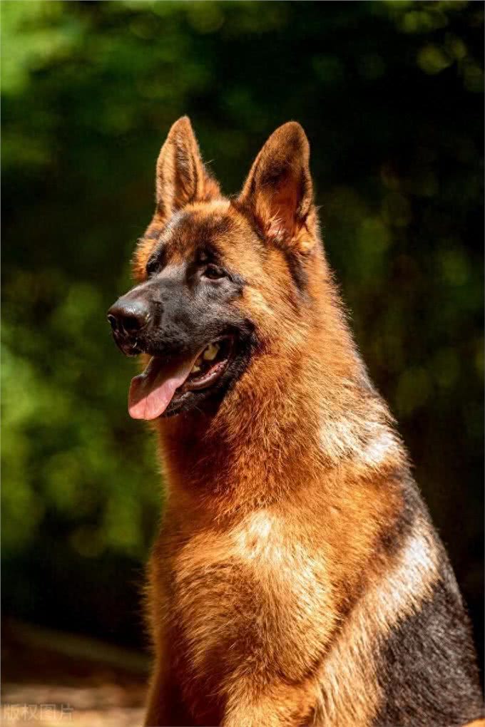 德牧犬的全面喂养指南