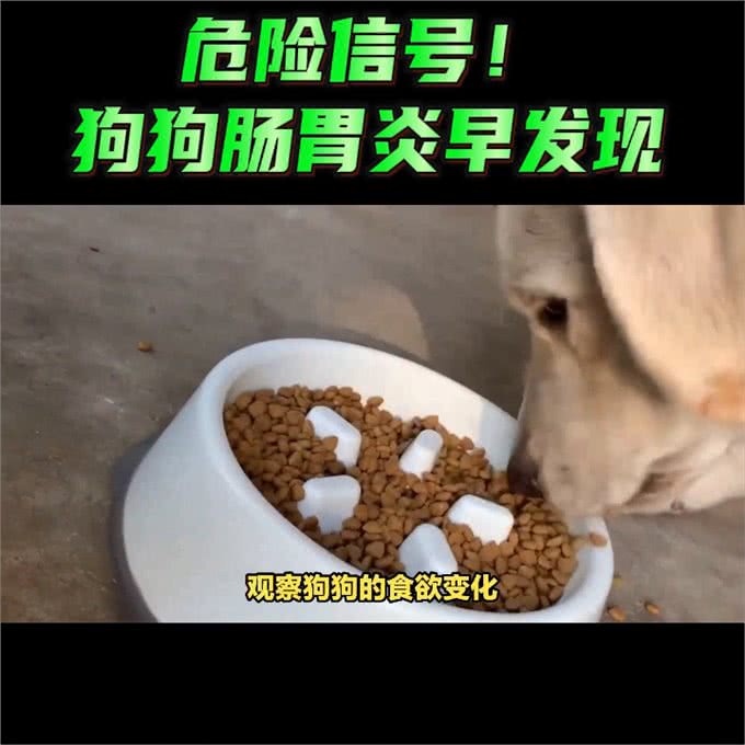 危险信号!狗狗肠胃炎早发现—养狗小知识