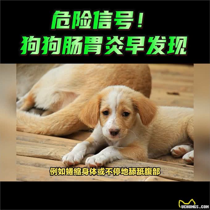 危险信号!狗狗肠胃炎早发现—养狗小知识