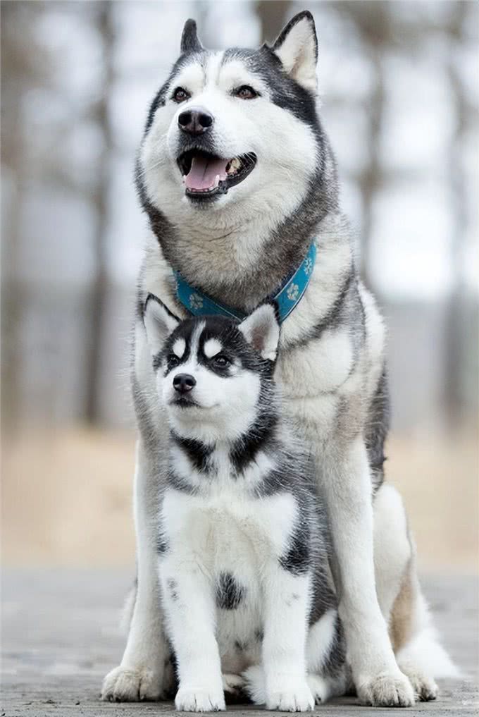 这几种狗狗,饲养起来很费钱,慎养