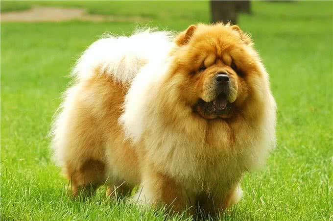 这几种狗狗,饲养起来很费钱,慎养