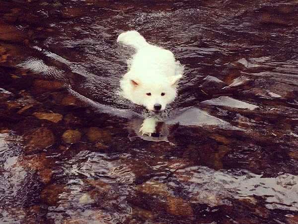 狗狗夏天中暑,我们到底怎么救?