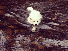 狗狗夏天中暑，我们到底怎么救?