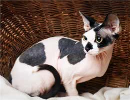 有人喜欢有人厌的无毛猫，到底该怎么养?