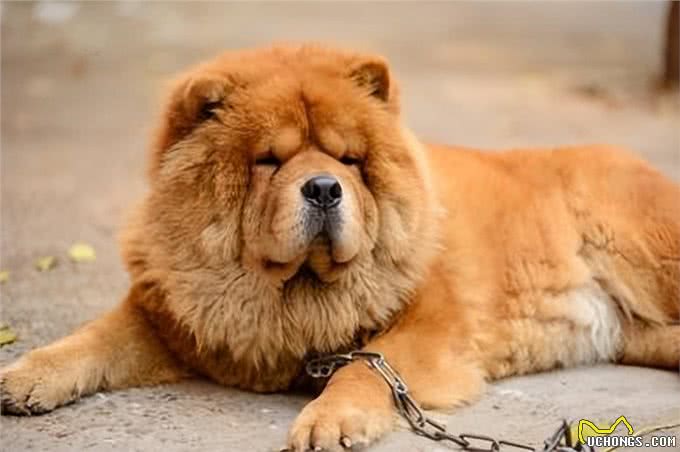 长得可爱,内心凶狠的5种小型狗,很多人在养