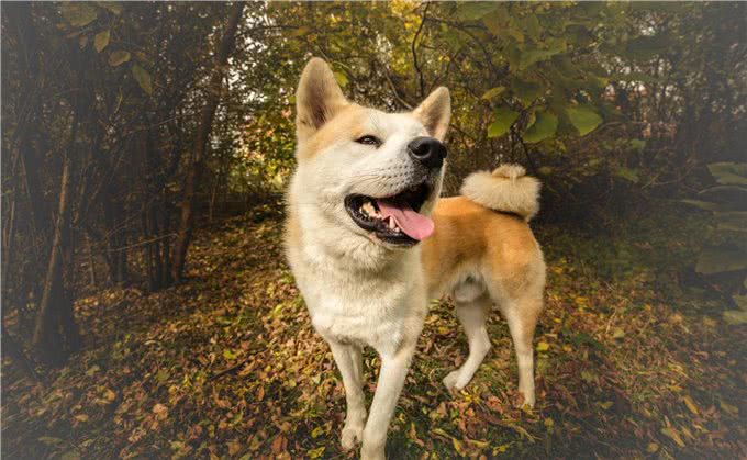 长得可爱,内心凶狠的5种小型狗,很多人在养