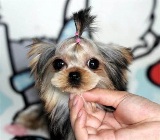 长得可爱,内心凶狠的5种小型狗,很多人在养