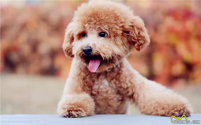 长得可爱,内心凶狠的5种小型狗,很多人在养