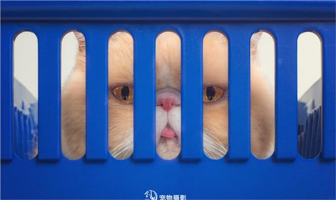 养好了是只猫，养不好是个拖把?猫届贵妇加菲猫的特点和护理方式
