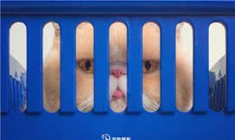 养好了是只猫，养不好是个拖把?猫届贵妇加菲猫的特点和护理方式
