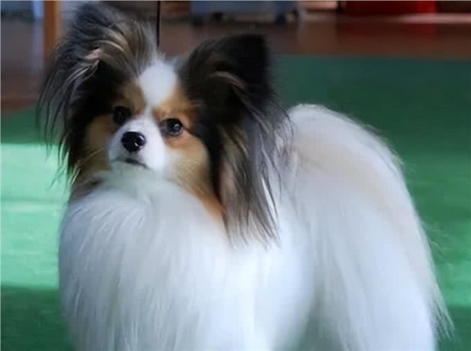 蝴蝶犬怎么训练大小便?