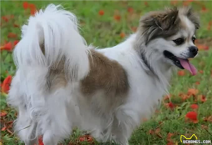蝴蝶犬怎么训练大小便?