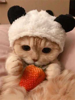 猫界的菀菀类卿，长得相似，竟然不是同一种猫