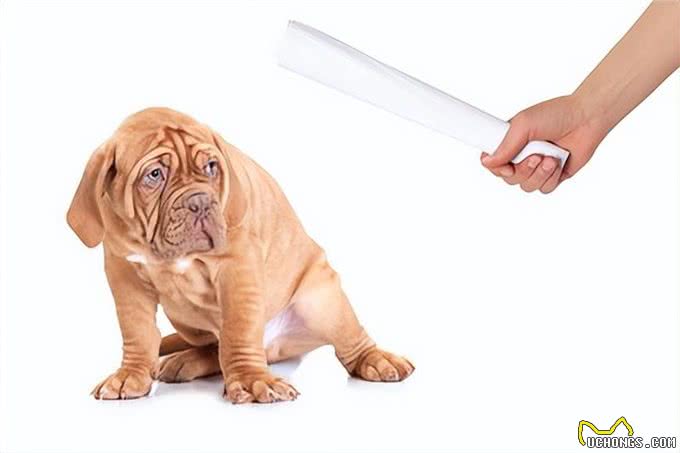 让爱犬不再恐惧：4个主人的行为让狗狗重拾自信