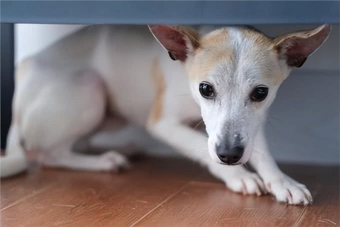 让爱犬不再恐惧：4个主人的行为让狗狗重拾自信