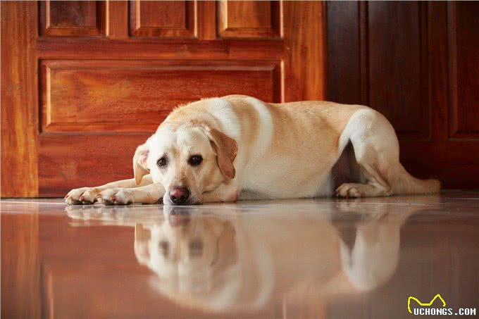 让爱犬不再恐惧：4个主人的行为让狗狗重拾自信