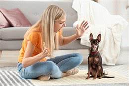 让爱犬不再恐惧：4个主人的行为让狗狗重拾自信