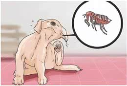 狗狗一半的病都是这样得的?兽医：养狗做到7不要，一生受益