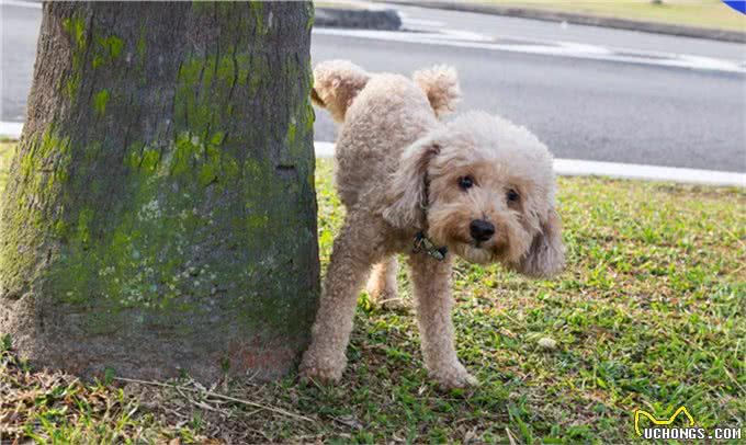 狗狗泌尿系统结石?别着急，看了就懂