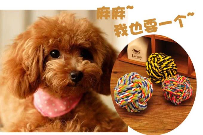 养狗，这六种东西不可以省，而且一定要买好的