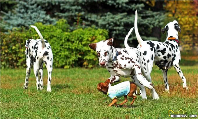 大麦町犬被公认为最优雅的品种之一,具有白色及清晰的黑斑点