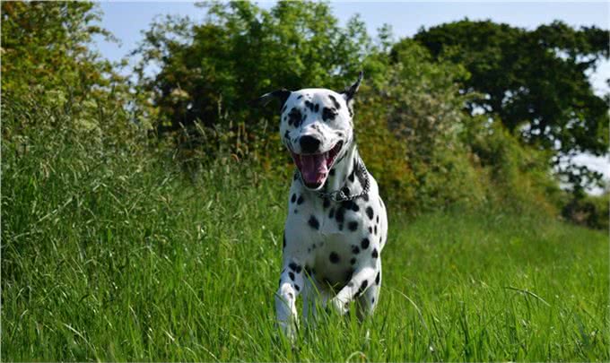 大麦町犬被公认为最优雅的品种之一,具有白色及清晰的黑斑点