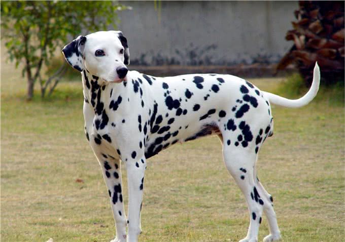 大麦町犬被公认为最优雅的品种之一,具有白色及清晰的黑斑点