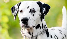 大麦町犬被公认为最优雅的品种之一，具有白色及清晰的黑斑点