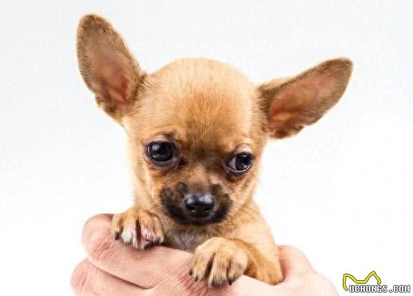 地球上3大最好打理的小型犬，巴哥和吉娃娃上榜，你最喜欢哪个?