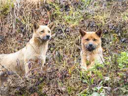 这8类中华田园犬，你认识多少种