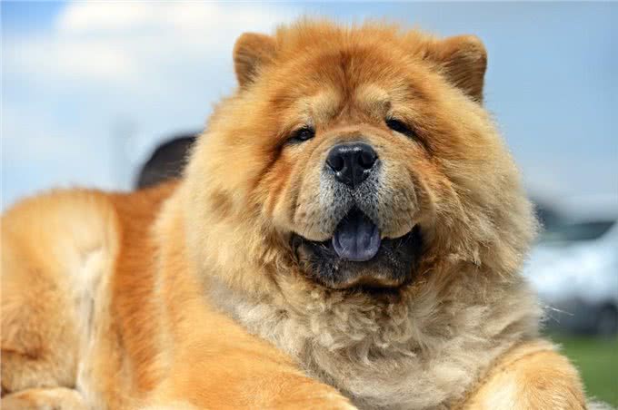 松狮犬养过一次就够了，这五大缺点真的很难扛