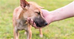 想让狗狗听懂你的话，做到这三点是关键