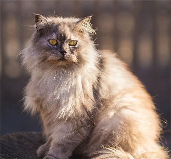 事实证明，消失已久的波斯猫，再也回不到过去了!