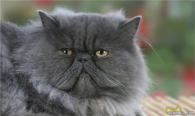 事实证明，消失已久的波斯猫，再也回不到过去了!